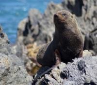 Fur Seal sitting on the Wellington Coast